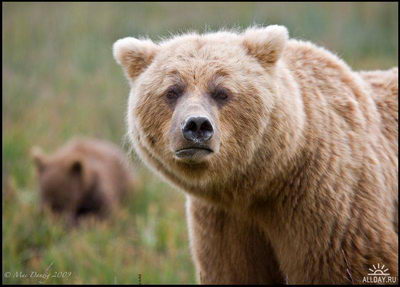 Медведь друид Diablo 2 =)